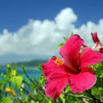 沖縄　民泊許可物件